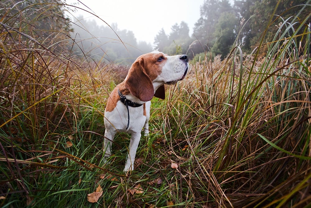 The Best Hunting Dogs